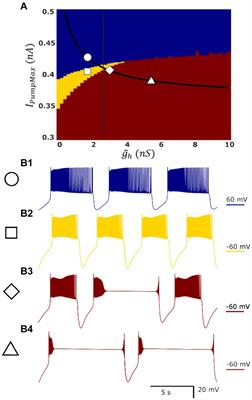 Multistability of bursting rhythms in a half-center oscillator and the protective effects of synaptic inhibition